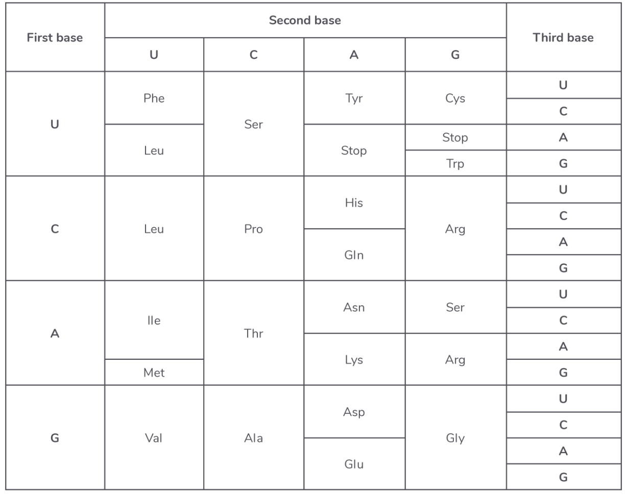 <p><span>The genetic code can be summarised into a table as shown below. The code is often shown as mRNA bases rather than DNA, so the base uracil (U) is shown instead of thymine (T).</span></p><p><span>Each amino acid is coded for by a sequence of three mRNA bases known as a codon (similar to a DNA triplet).</span></p><p><span>We can see from the table above, that&nbsp;many amino acids are coded for by multiple codons. For example, the amino acid phe (phenylalanine) is coded for by codons UUU and UUC.&nbsp;This means that they are degenerate </span></p>