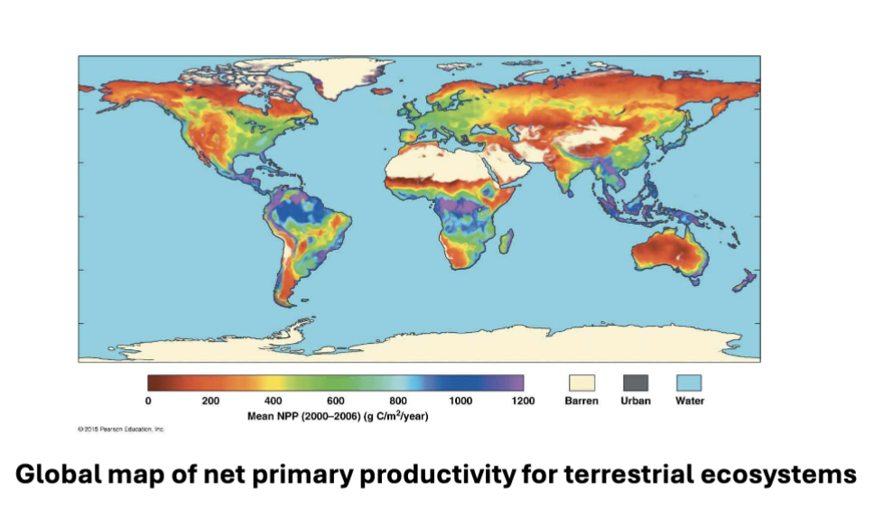 <p>rate of E storage as organic molecules after E is expended for cellular respiration (R); NPP = GPP - R</p>