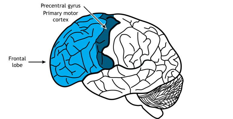 <p>Frontal Lobe</p>