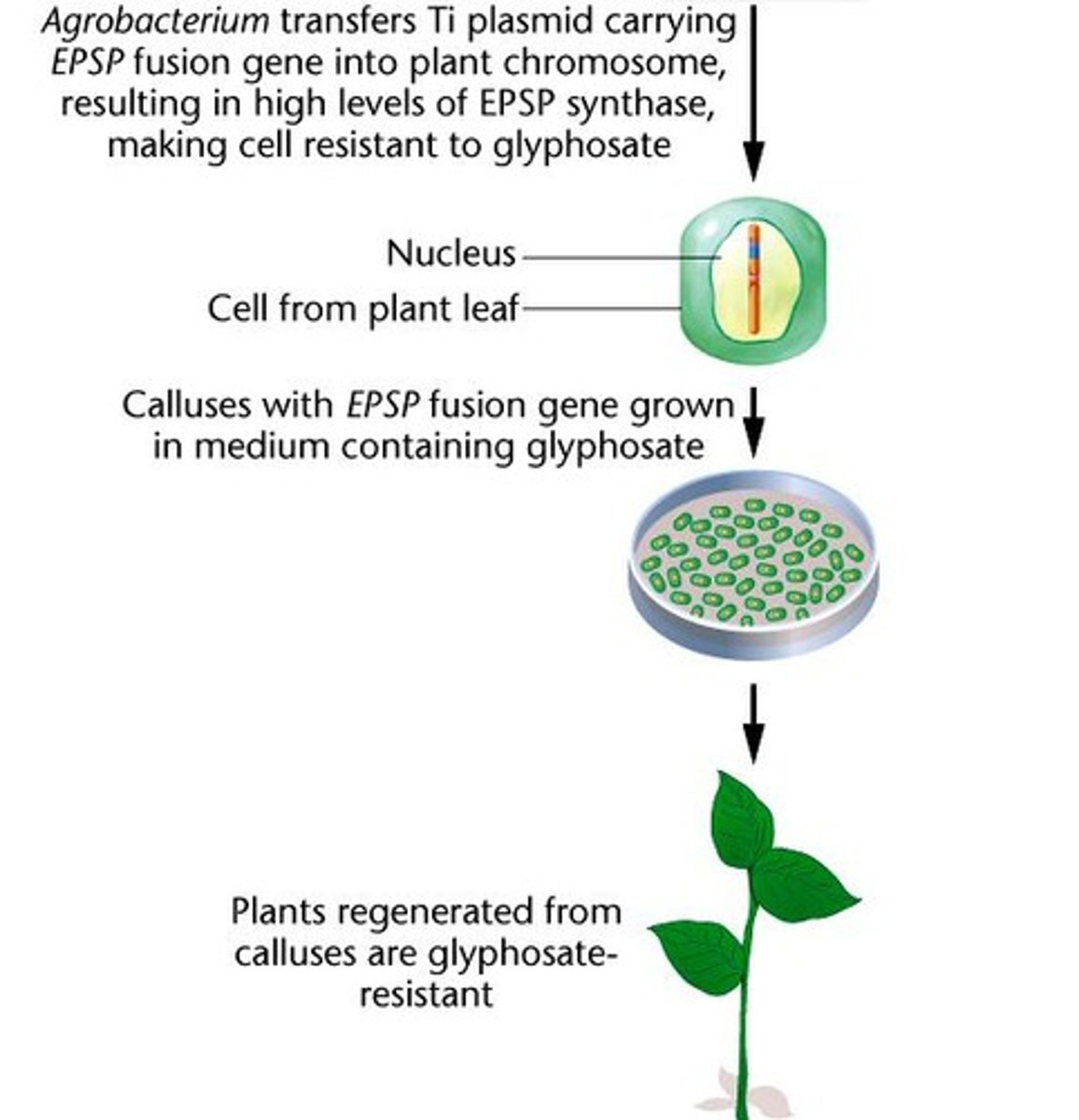 <p>Transgenic crops carry the EPSP gene under the control of a viral promoter, allowing them to express EPSP synthase at higher levels.</p>
