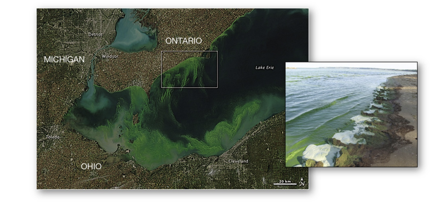 <p>what is the<strong> dead zone in algal bloom?</strong></p>