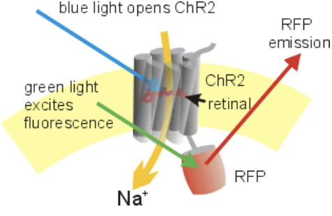 <p>uses light to control activity of cells, tissues, organs with high temporal and spatial resolution</p><ul><li><p>light-gated ion channels (channelrhodopsins) - open with light, triggers APs</p></li><li><p>use system-specific transcription factors (proteins expressed in only one area)</p></li><li><p>can be used for recording/mapping and manipulation</p></li></ul><p></p>