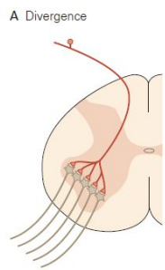 <p>one neuron activates many target cells.</p><p>Allows a single neuron to exert wide influence in nervous system</p>