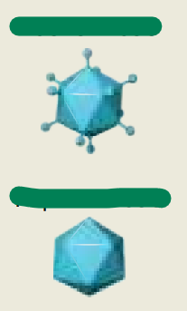 <p>Double-stranded DNA <strong>(non-enveloped)</strong></p>