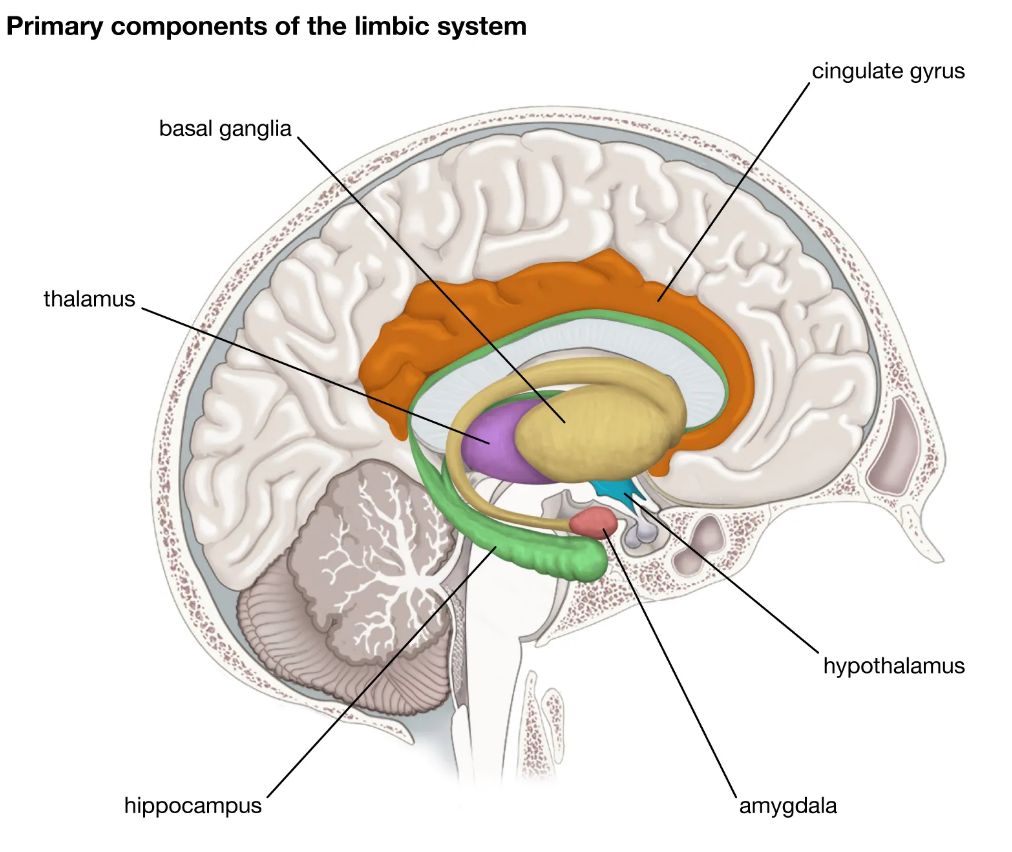 emotion-related memory formation (332)