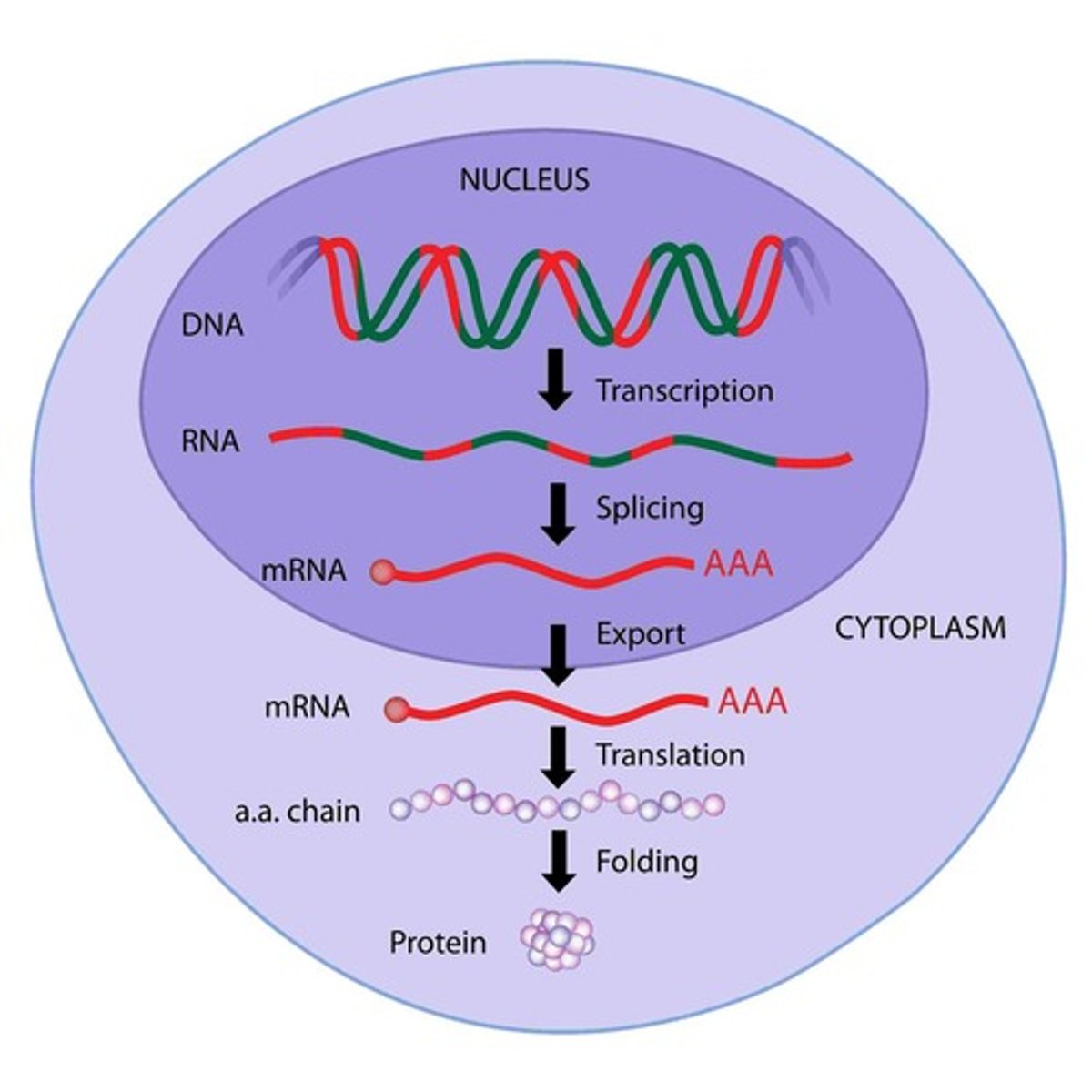 <p>Synthesis of polypeptide from mRNA.</p>