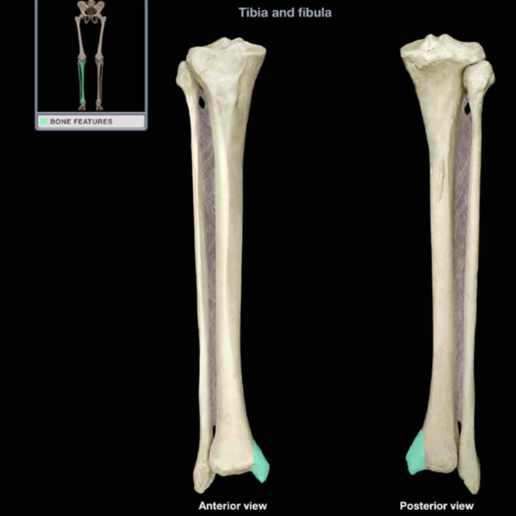 <p>Medial malleolus</p>