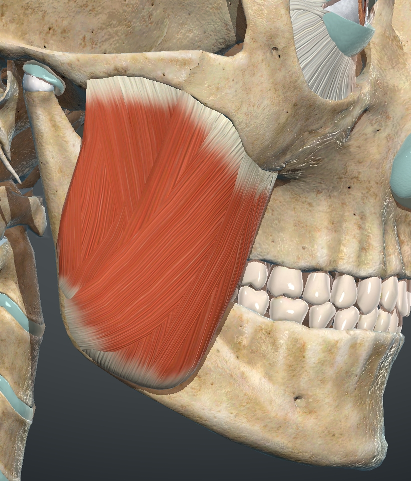 <p>What muscle is this?</p>