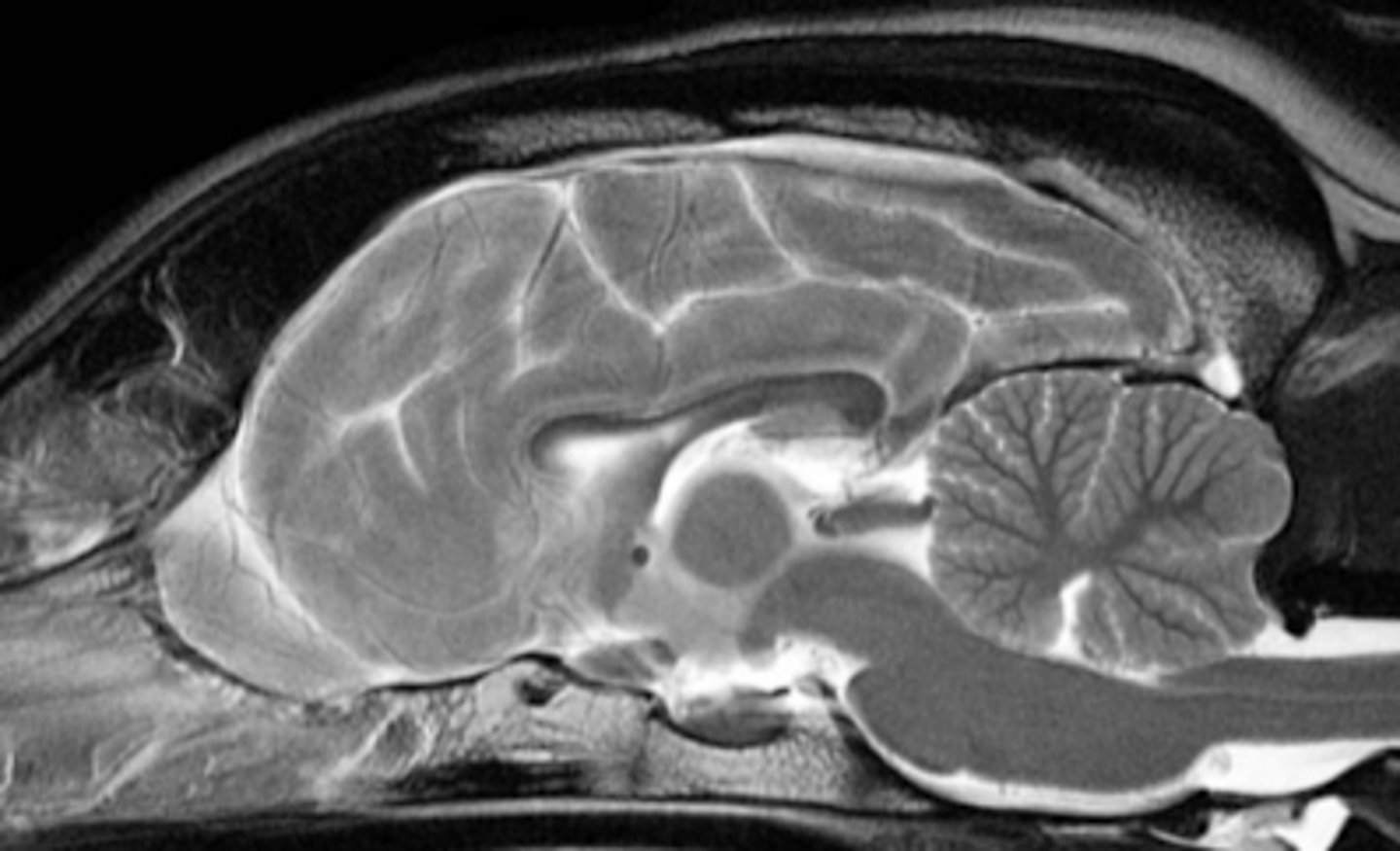 <p>what diagnostic imaging technique was used to create this image?</p>