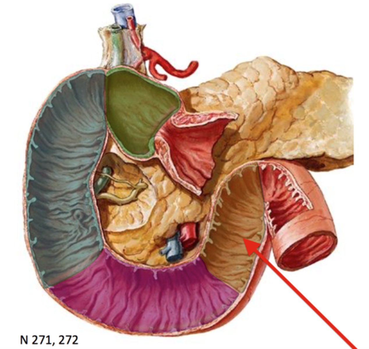 <p>Portion</p><p>- Goes up</p><p>- Very last part of horseshoe shape</p><p>- After the 90 degree section</p>