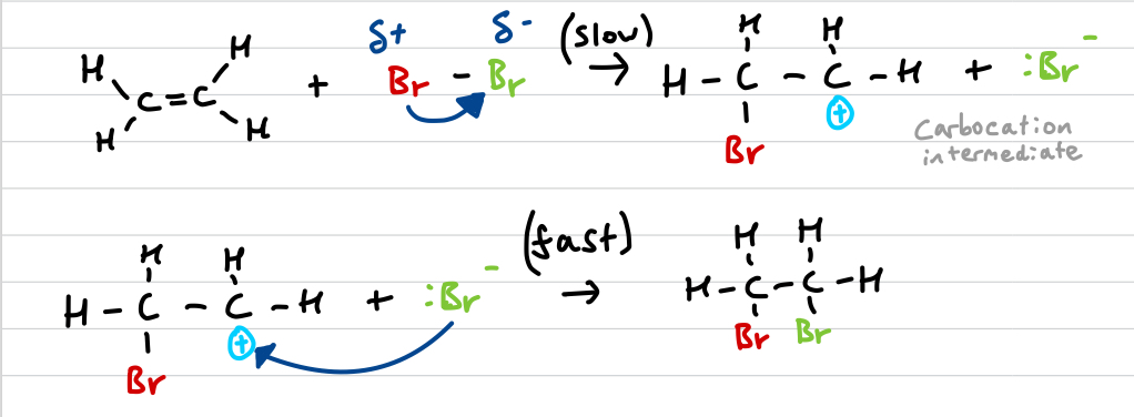 <ul><li><p>bromine is polarised by electron rich double bond</p></li><li><p>Br2 splits forming Br+ and Br-</p></li><li><p>Br+ (electrophile) attacks double bond, attaching to it (slow/RDS) </p></li><li><p>unstable carbocation reacts with Br- (fast)</p></li></ul>