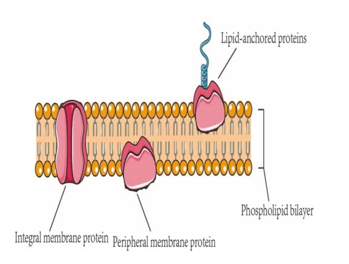 <p>Peripheral Proteins</p>