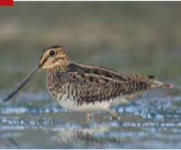 <p><span><span>Gallinago delicata </span></span></p>