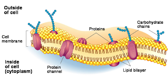 Diagram of a Cell Membrane