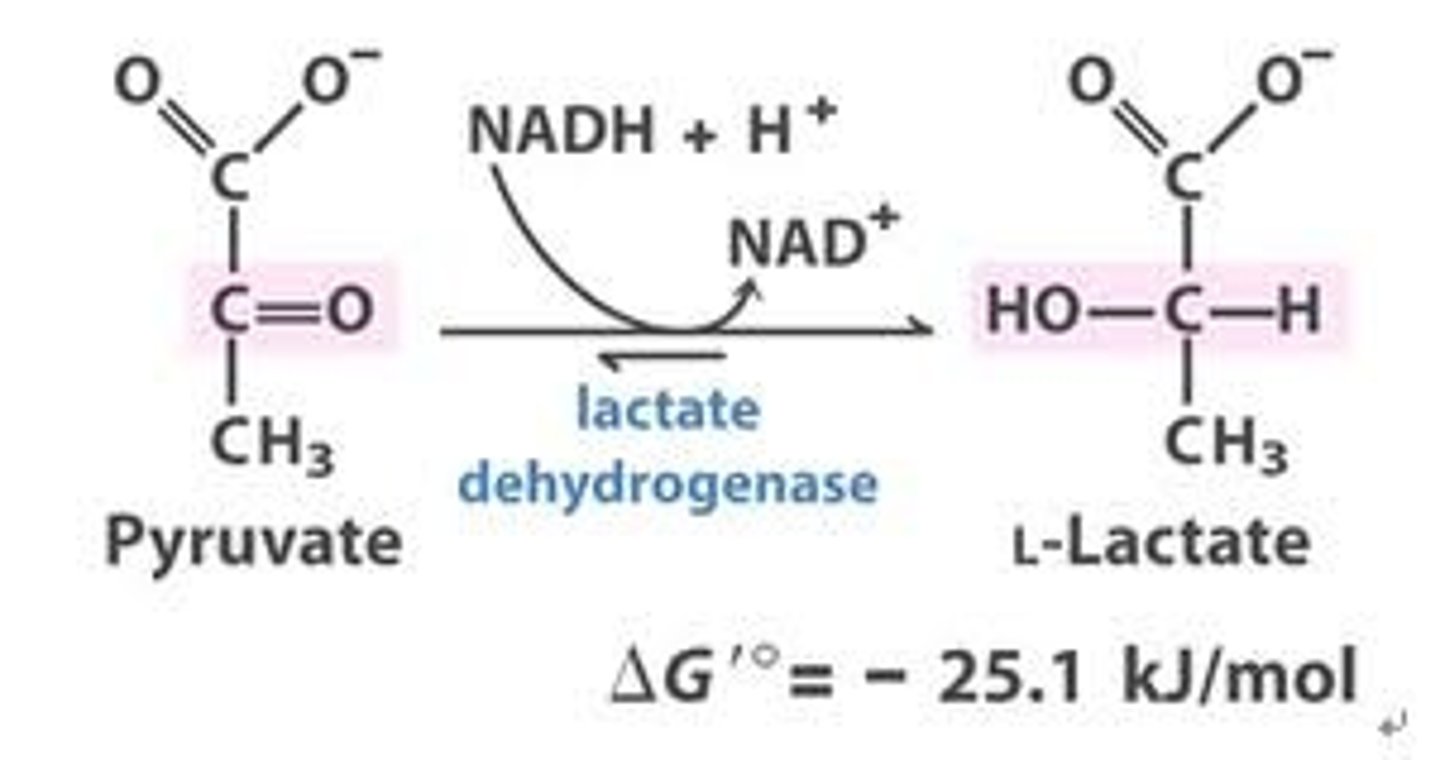 <p>catalyzes the reversible reduction of pyruvate into lactate and is abundant in many tissues including the heart, liver and skeletal muscle.</p>