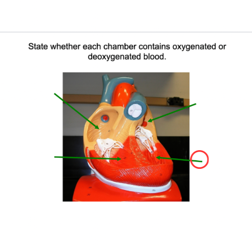 term image