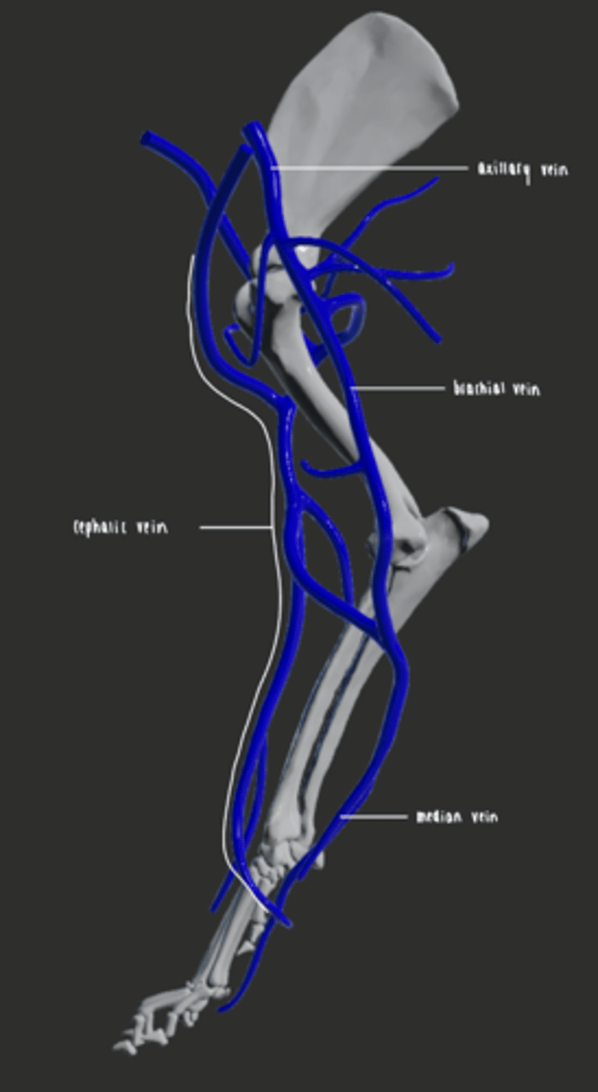 <p>- Cephalic vein is located on the palmer aspect of the metacarpus</p><p>- Remains on the craniomedial aspect of the limb</p><p>- Passes the shoulder joint and heads towards the midline</p><p>- Drains into the jugular vein.</p><p>- Axillary vein becomes the brachial vein, which becomes the median vein</p>