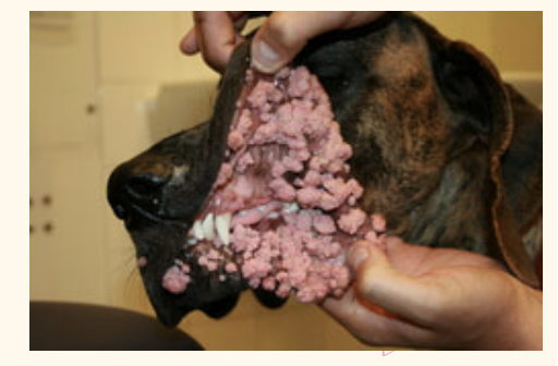 <p>canine papilloma</p><ul><li><p>common in</p></li></ul><ul><li><p>caused by</p></li><li><p>progression 2</p></li><li><p>care with papilloma px</p></li></ul><p></p>