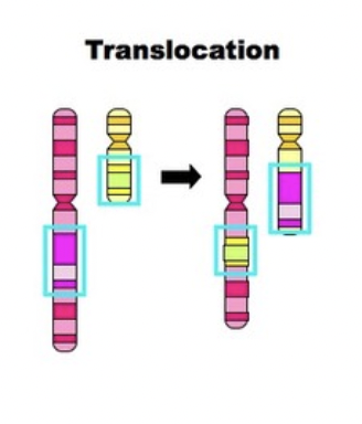 <p>two pieces of different chromosomes switch places</p>