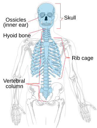<p>skull, vertebral column, rib cage, hyoid bone, bones of middle ear</p>