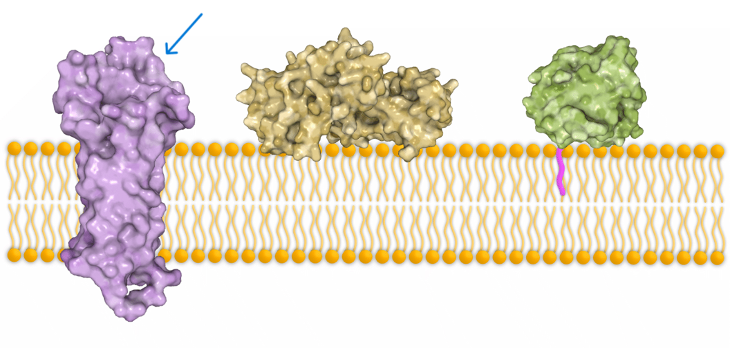 <p>Partly embedded in the bilayer</p>