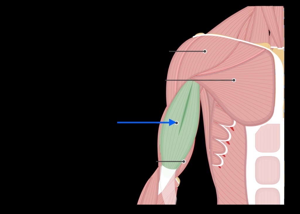 <p>A muscle of the upper arm that flexes the elbow and supinates the forearm.</p>