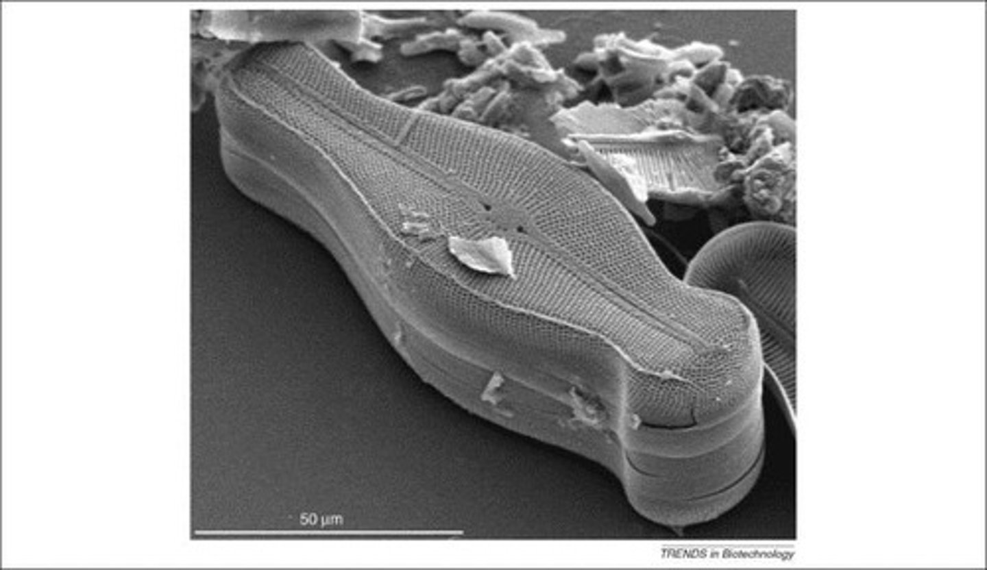 <p>Unicellular, photosynthetic phytoplankton with silica cell walls; they are mined for diatomaceous earth.</p>