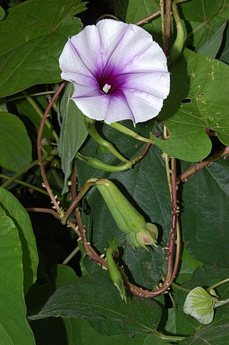 <p>What is the scientific name for lavender moonvine (a kind of morning glory)?</p>