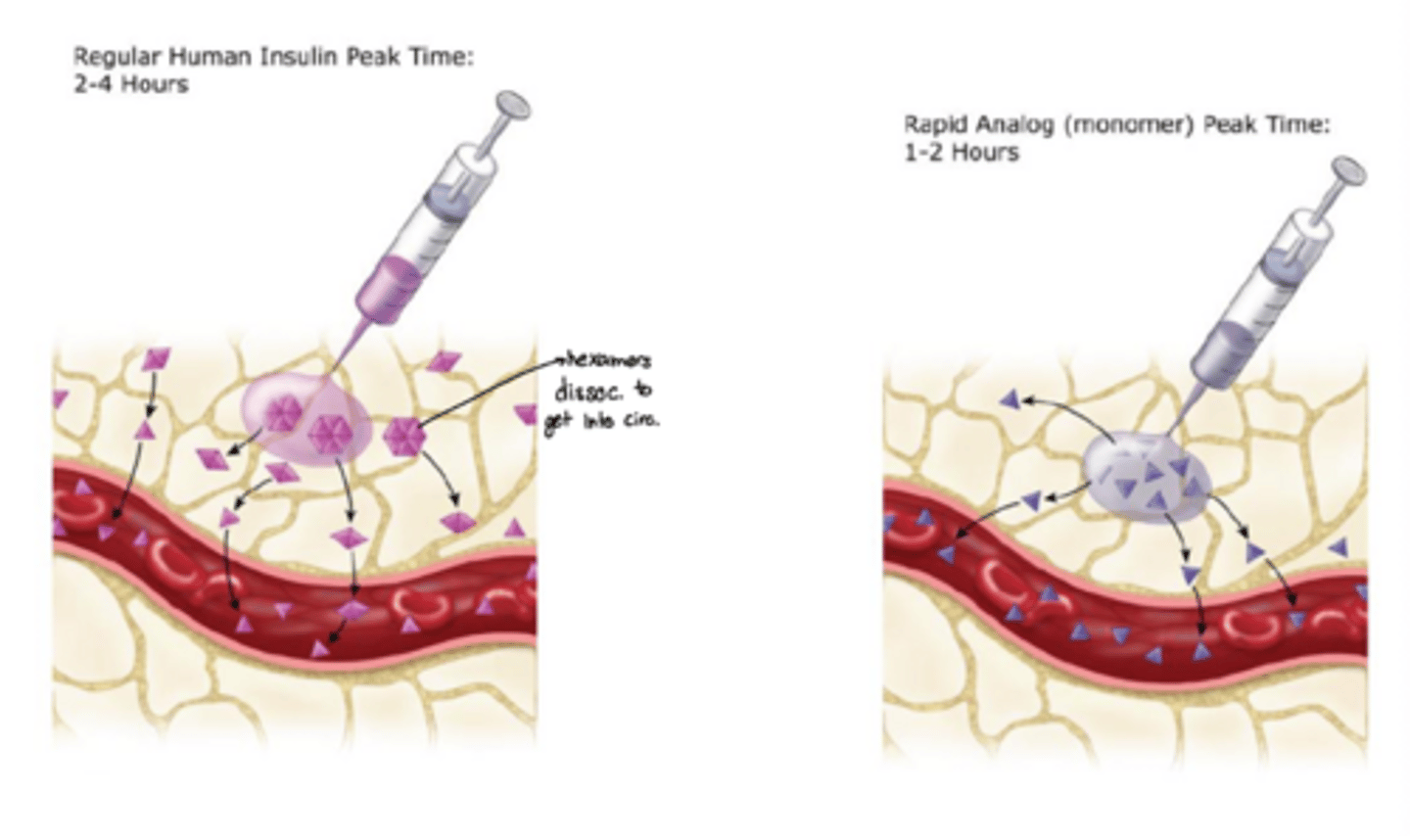 <p>· Regular human insulin takes longer to peak</p><p>o Enters the body as hexamers that must be broken into dimers and then monomers to get into the blood</p><p>· Rapid analogs take less time to peak</p><p>o Enter the body as monomers so they're readily absorbed into the bloodstream</p>