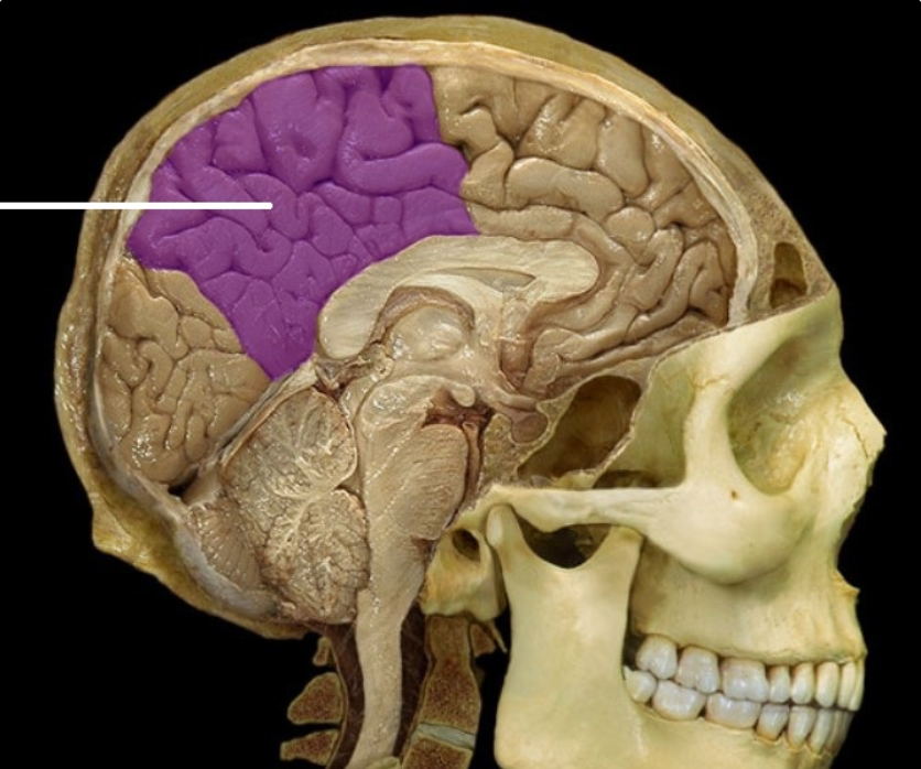 <p><br><span><span>Parietal lobe</span></span></p>