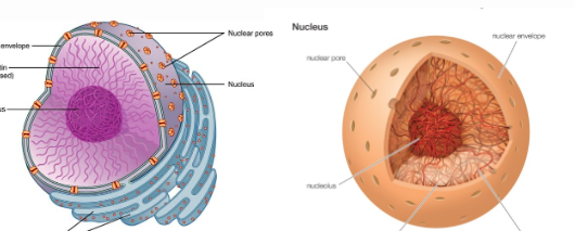 <p>What is this? What is its function?</p>