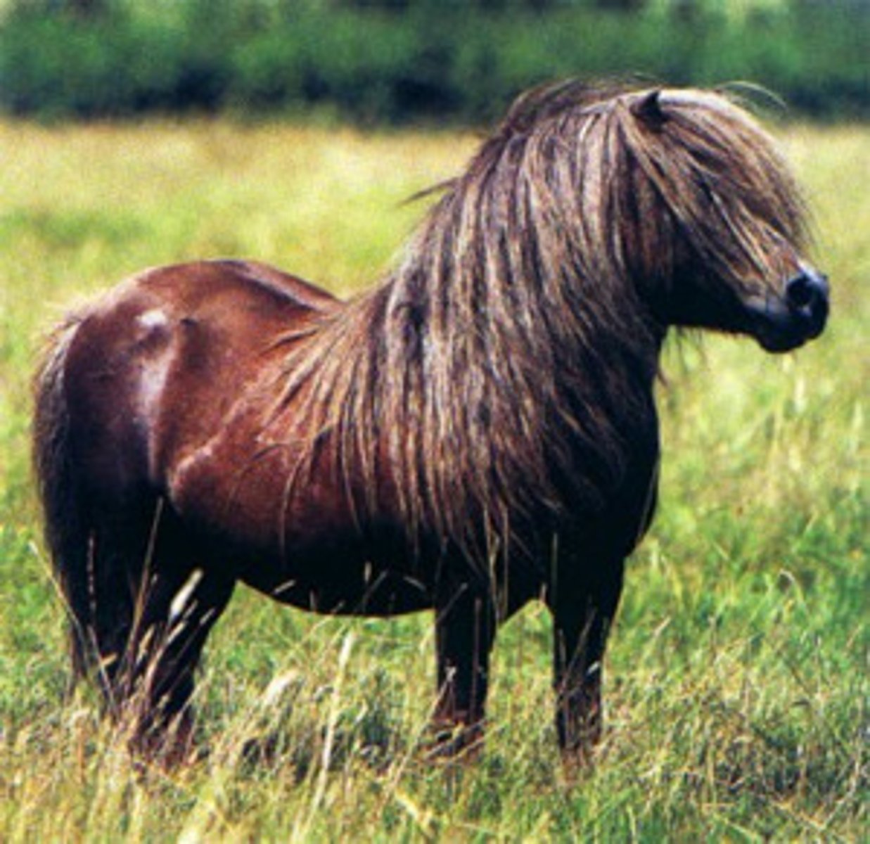 <p>- Original to Shetland Islands in England</p><p>- Bred for coal mine draft work</p><p>- Modern lines are less shaggy, more refined and often used in English style equitation events, most notable harness/carriage events and halter shows</p>