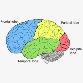 temporal lobes
