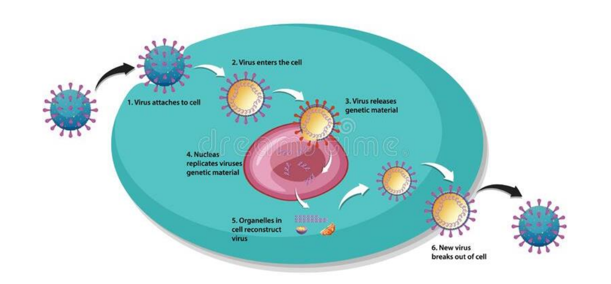 <p>Viruses enter host cells in the body. The virus adds it’s DNA to the cells DNA. This tricks the cell into making more virus particles which can leave the cell to infect more cells.</p>