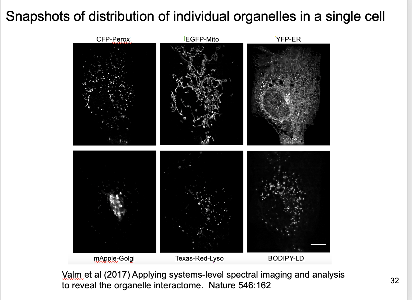 <p>How to decode this code for the organelles (Spectral unmixing)</p>
