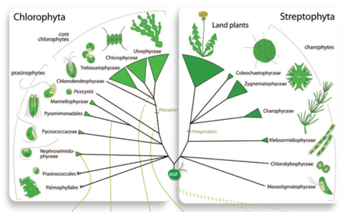 <p>comprises primarily small freshwater algae and all land plants (embryophytes)</p>