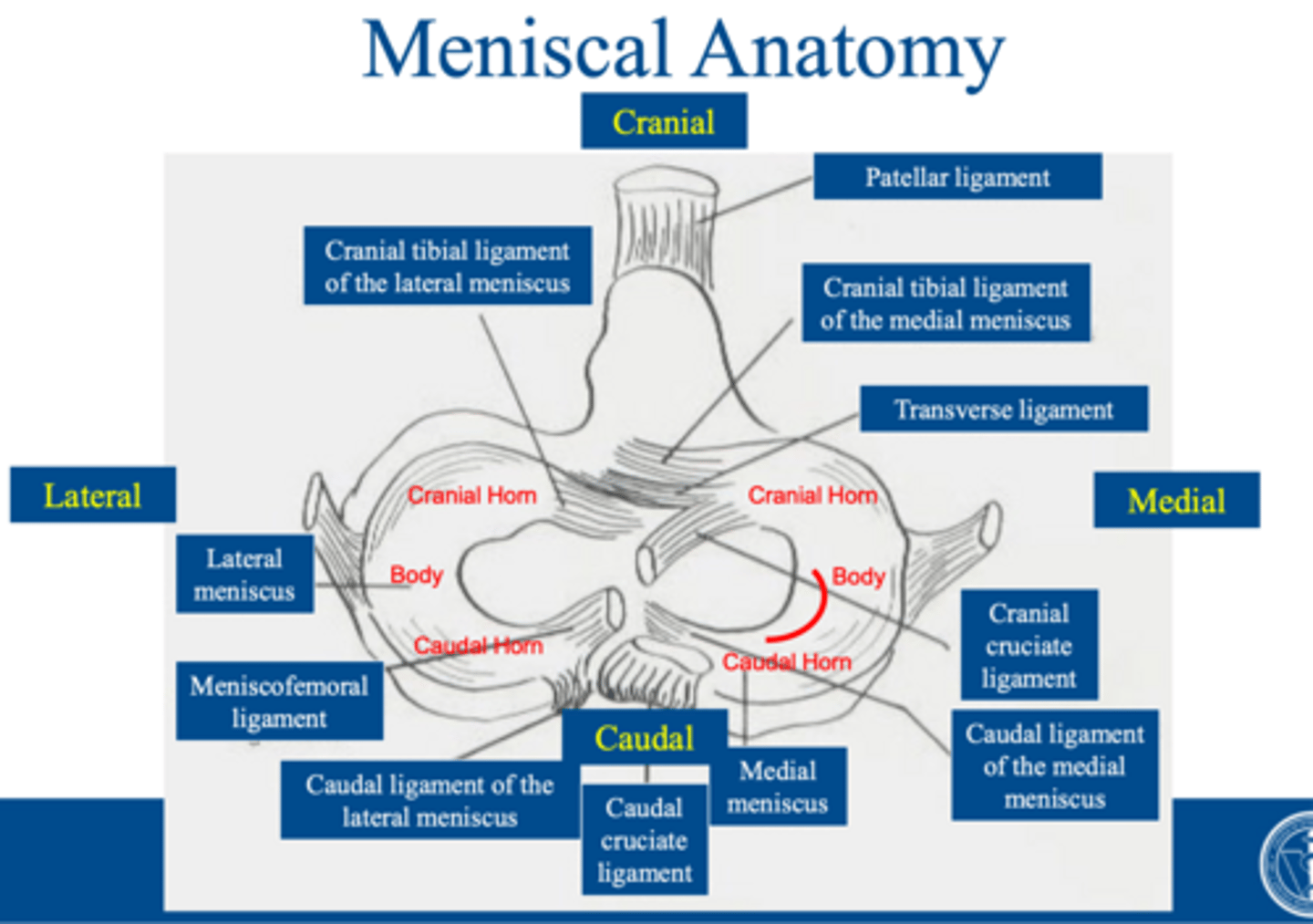 <p>you should review this...meniscofemoral lig, CaCL, CCL, M and L meniscus/horns</p>