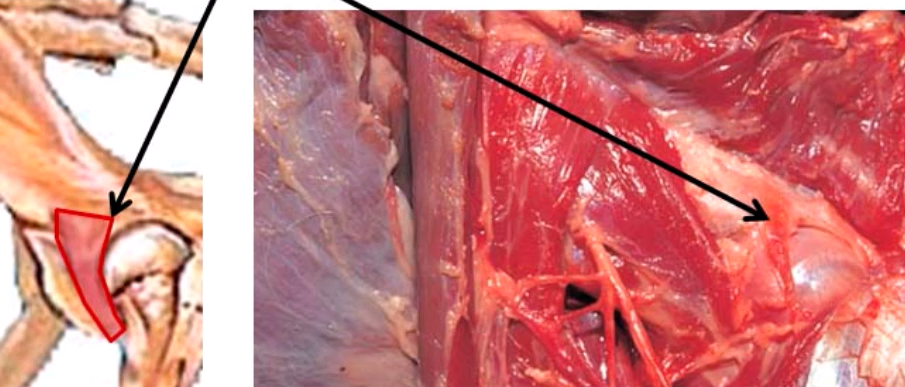 <p>Origen e Inserción del Articular de la Cadera<br>(Eq y Car)</p>