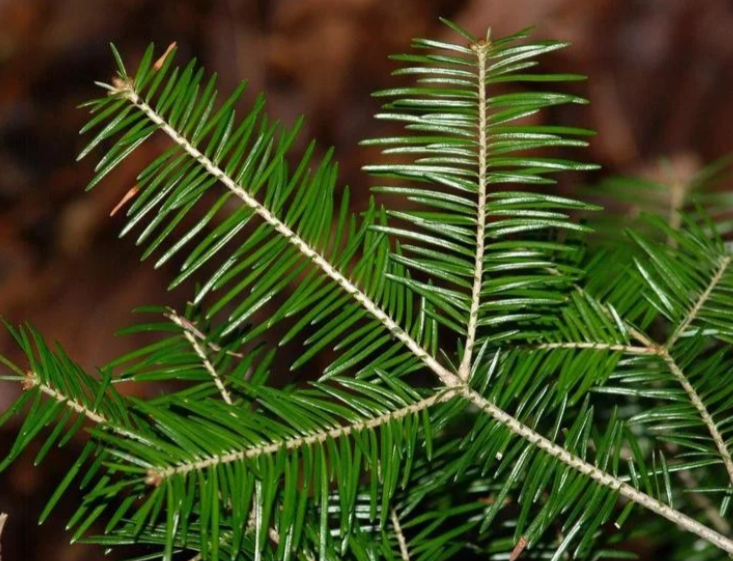 <p><em>Abies balsamea </em></p>
