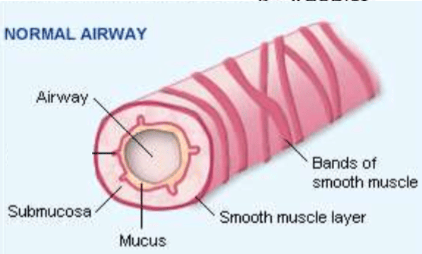 <p>Describe the changes at each point in asthma</p>