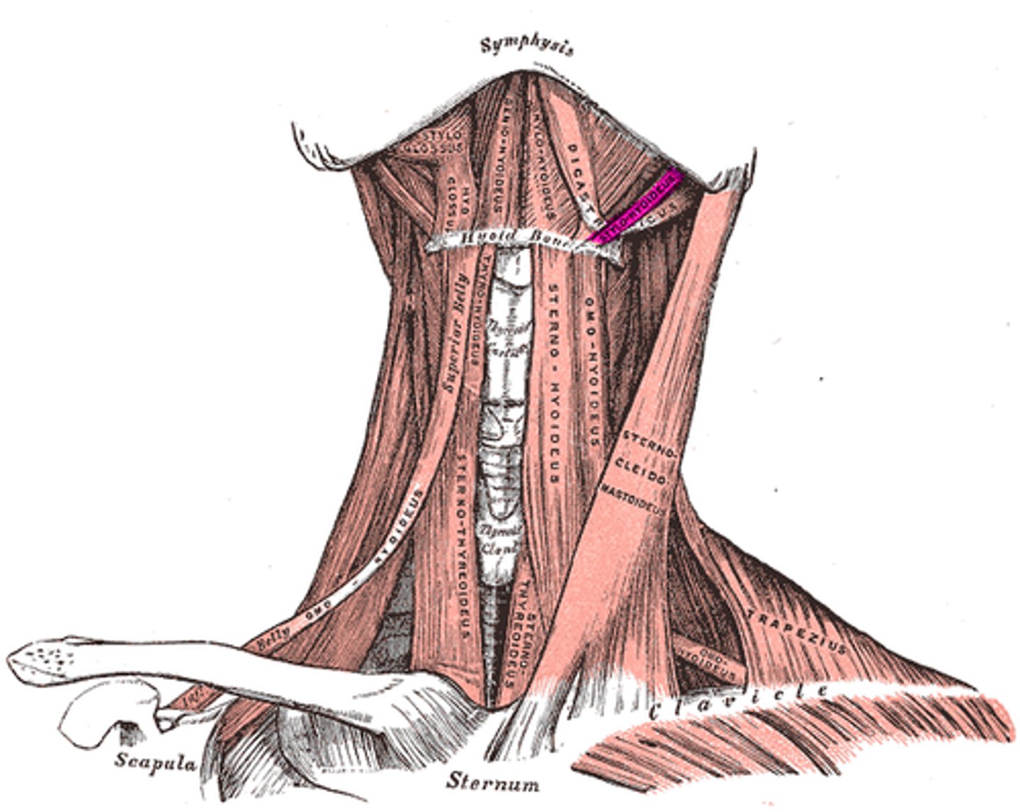 <p>parallels posterior belly of digastric muscle</p><p>o: styloid process</p><p>i: hyoid bone</p><p>a: ELEVATES &amp; RETRACTS HYOID</p>
