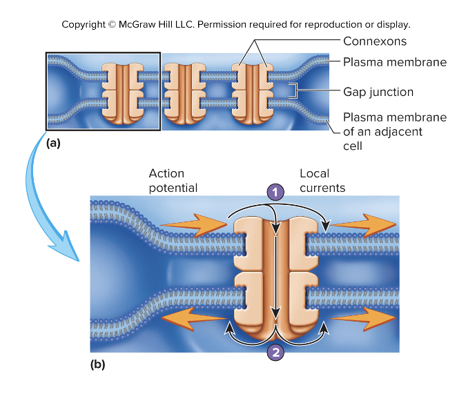 <ul><li><p>Happens between cells connected by gap junctions</p></li><li><p>Allows ions flow from one cell to the next&nbsp;</p></li><li><p>Composed of <strong>connexons</strong></p><ul><li><p>6 tubular proteins <strong>(connexin)</strong></p></li></ul></li><li><p>Not common in nervous system </p></li><li><p>Found in cardiac muscle and some smooth muscle</p></li></ul><p></p>