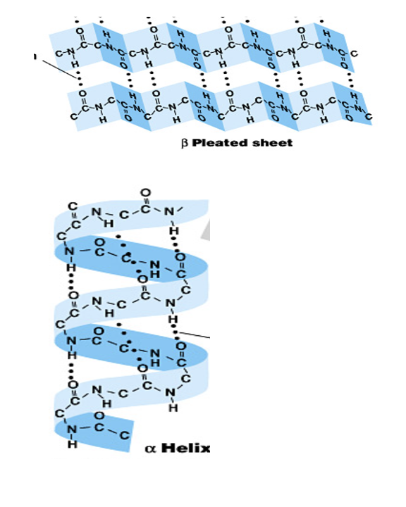 <p>alpha helices/beta pleated sheets stabilized by hydrogen bonds</p><ul><li><p>HB between carboxyl and amine groups</p></li></ul><p></p>