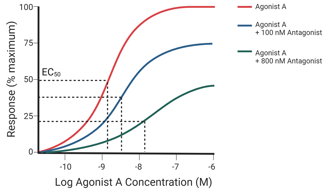 <p>With increasing concentrations of antagonist:</p><ul><li><p>EC50 of agonist A increases</p></li></ul><p></p>