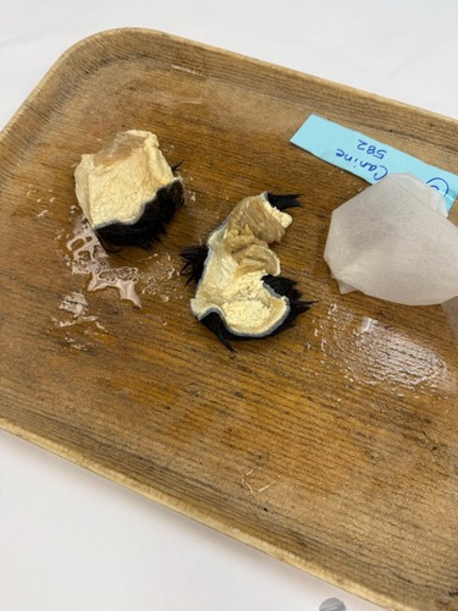 <p>This specimen was from the ventrum. Pretend that you observed this lesion on the muzzle skin of a dog that had just been stung by a bee or received a vaccination. Which mechanism would you propose is responsible for the development of the lesion?</p>