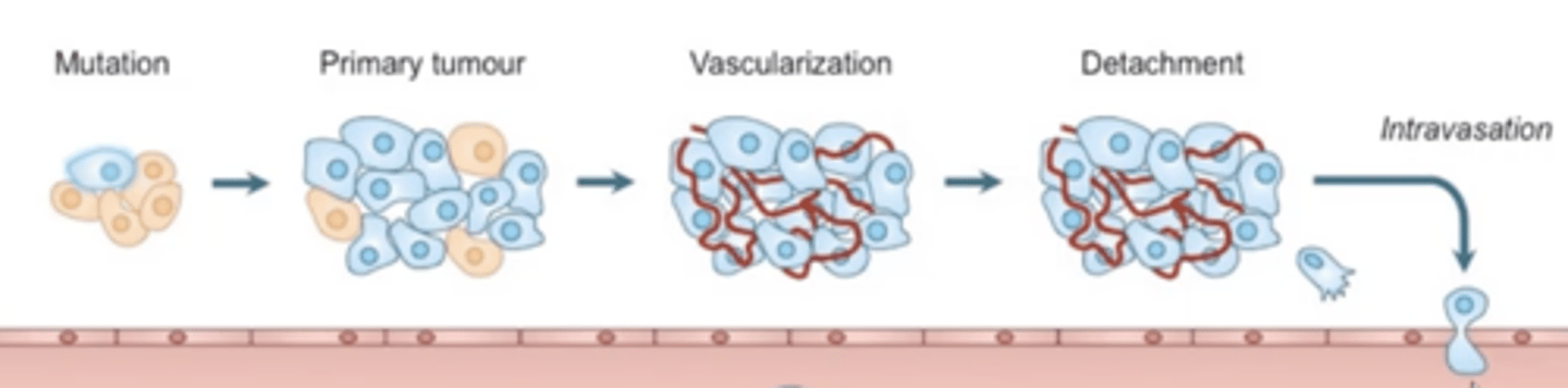 <p>- Mutation occurs to form cancer cells.</p><p>- Primary tumour then develops and survives on normal vascular system.</p><p>- Neoangiogenis of tumour occurs as it grows.</p><p>- Part of the tumour detaches allowing intravasation to occur.</p>