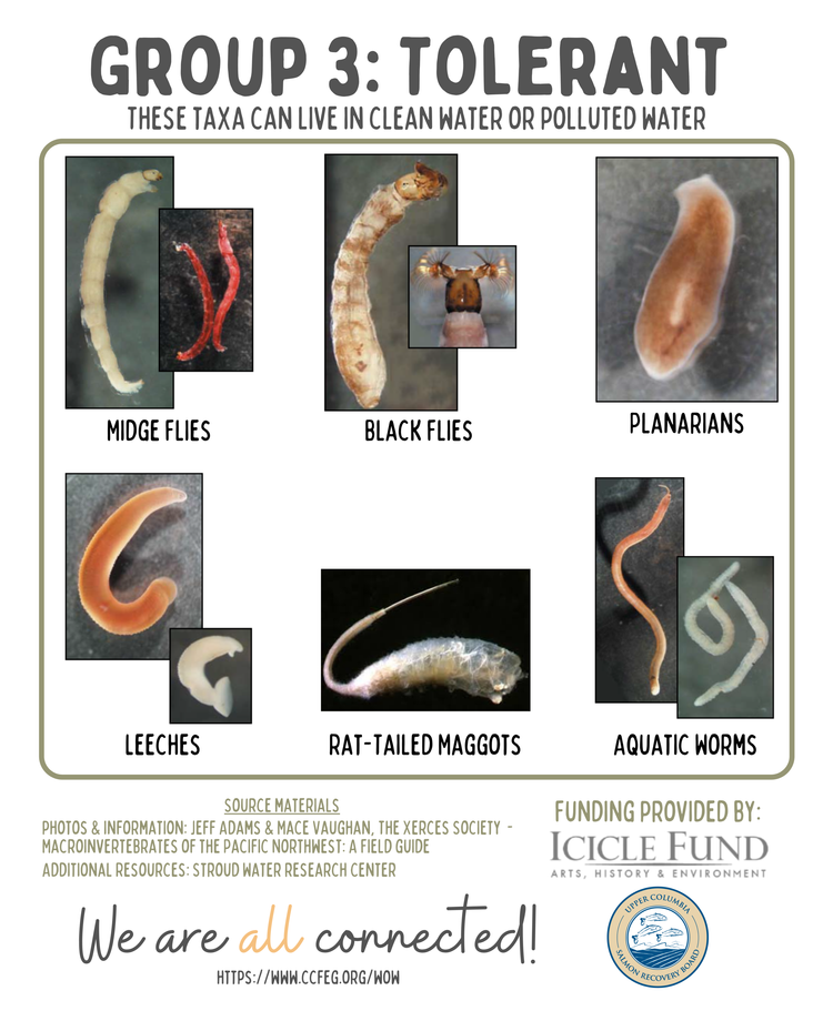 <p>Benthic macroinvertebrates that are<u> tolerant (can live in) </u>to pollution belong in ___________.</p>