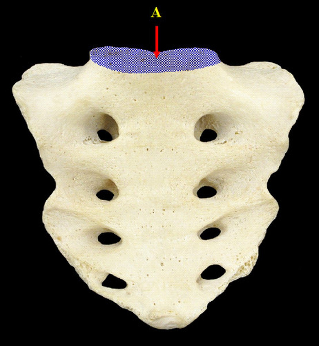 <p>name the structure</p>