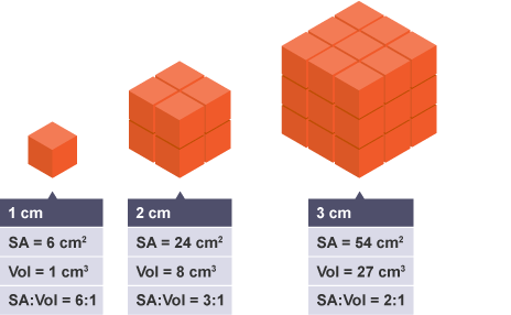<p>have larger surface area to volume ratios</p>