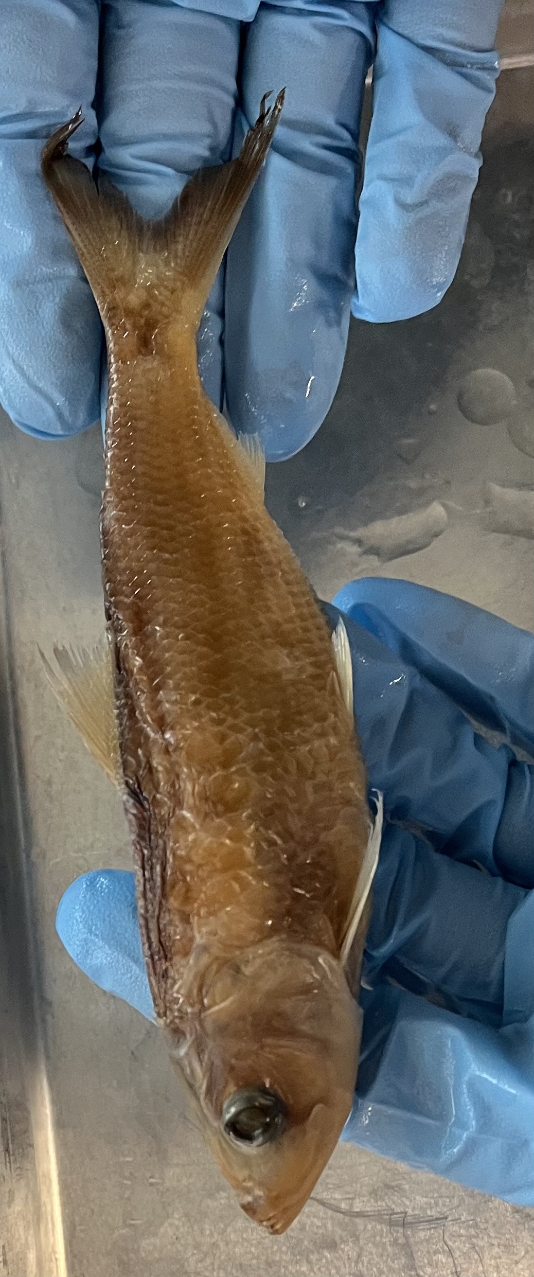 <p>Split lip mouth</p><p>Frail</p><p>Top dark line</p><p>Dark outline on the caudal fin</p>
